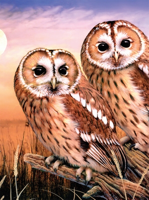 PJS87 PBN Junior Small TAWNY OWLS