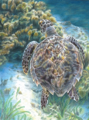 CPN20 - Kleuren op nummer - CPN - SEA TURTLE